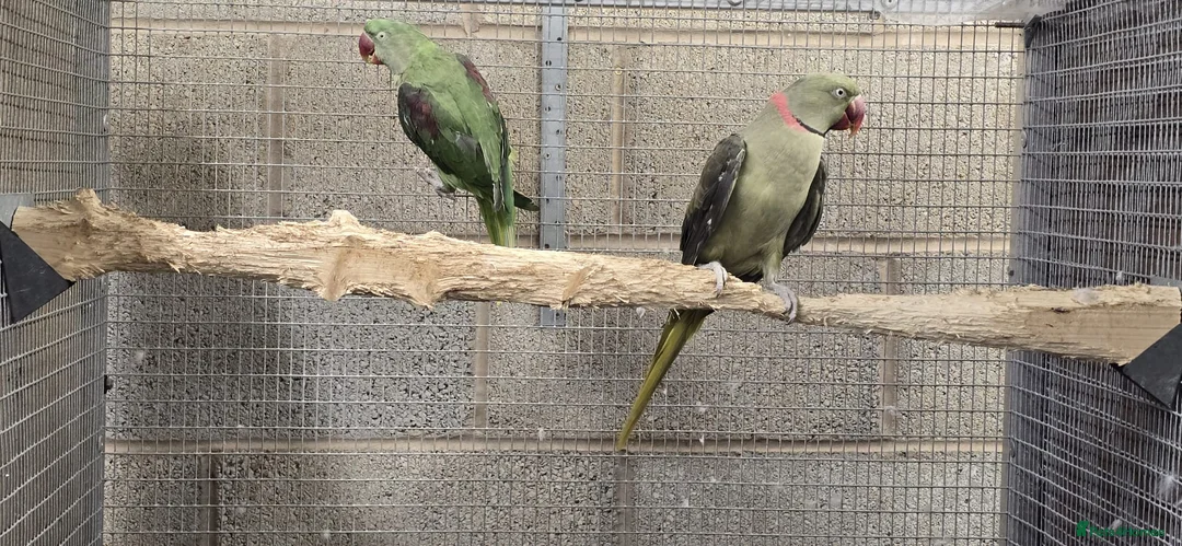 Parrots birds for sale: Alexandrin grey green male and split female green  - Advert 2