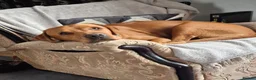 Labrador Retriever dogs for stud: FOR STUD - DAVE ❤️  in Mansfield - Advert 3