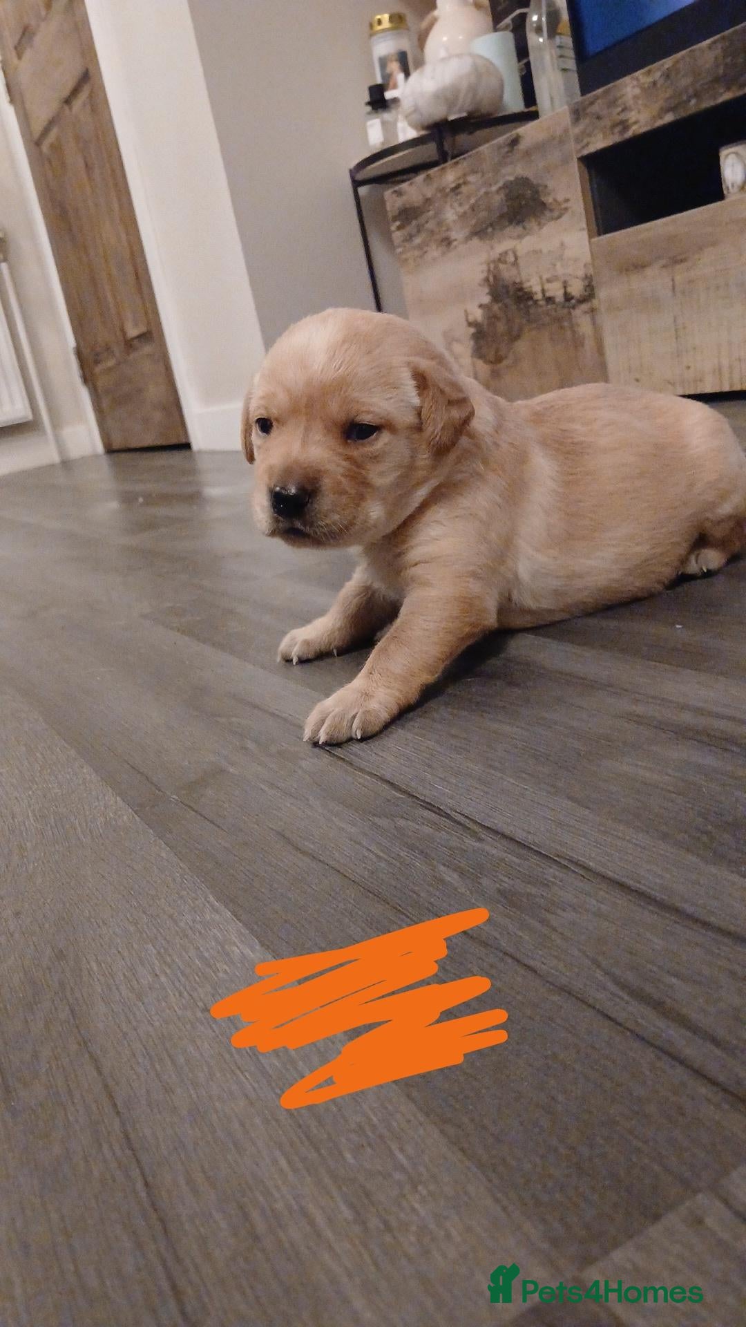 Labrador Retriever dogs Red/Golden Labrador puppies - Advert 2
