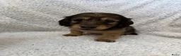 Miniature Dachshund dogs for sale: 5 beautiful long haired dachshunds!  in Bristol - Advert 10
