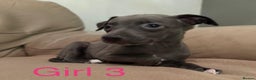 Whippet dogs for sale: Beautiful KC Whippet puppies  - Advert 6