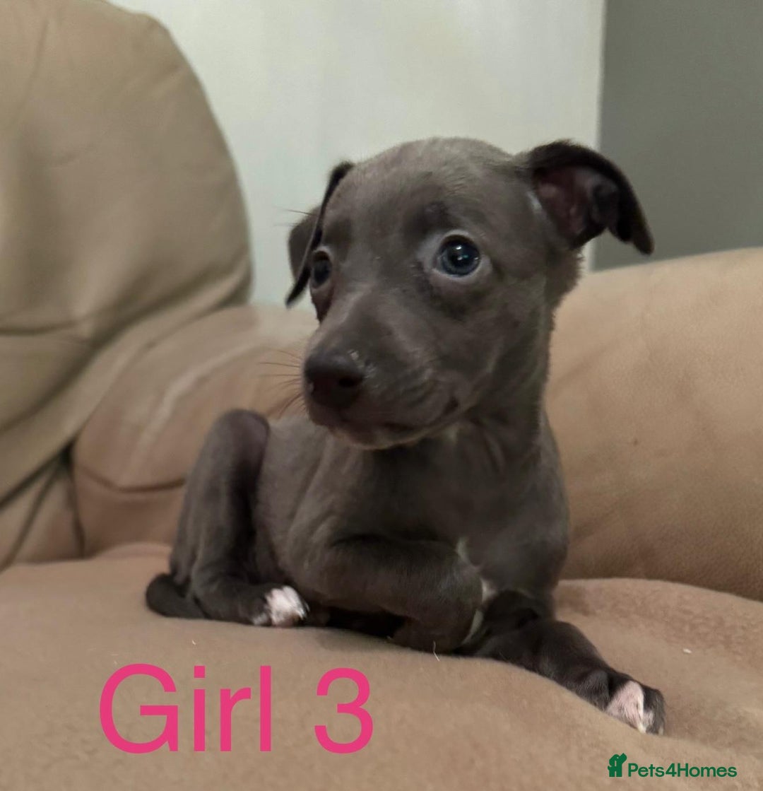 Whippet dogs for sale: Beautiful KC Whippet puppies  - Advert 6