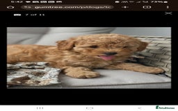 Toy Poodle dogs for sale: Toy Poodle  - Image 5