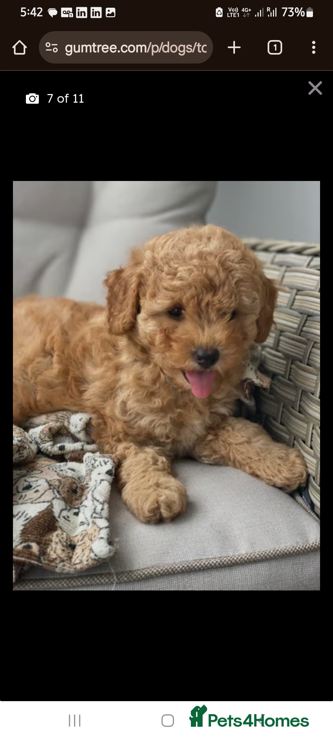 Toy Poodle dogs for sale: Toy Poodle  - Image 5