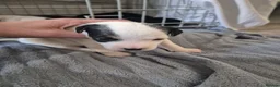 Parson Russell dogs for sale: Adorable Parsons terrier pups - Advert 7