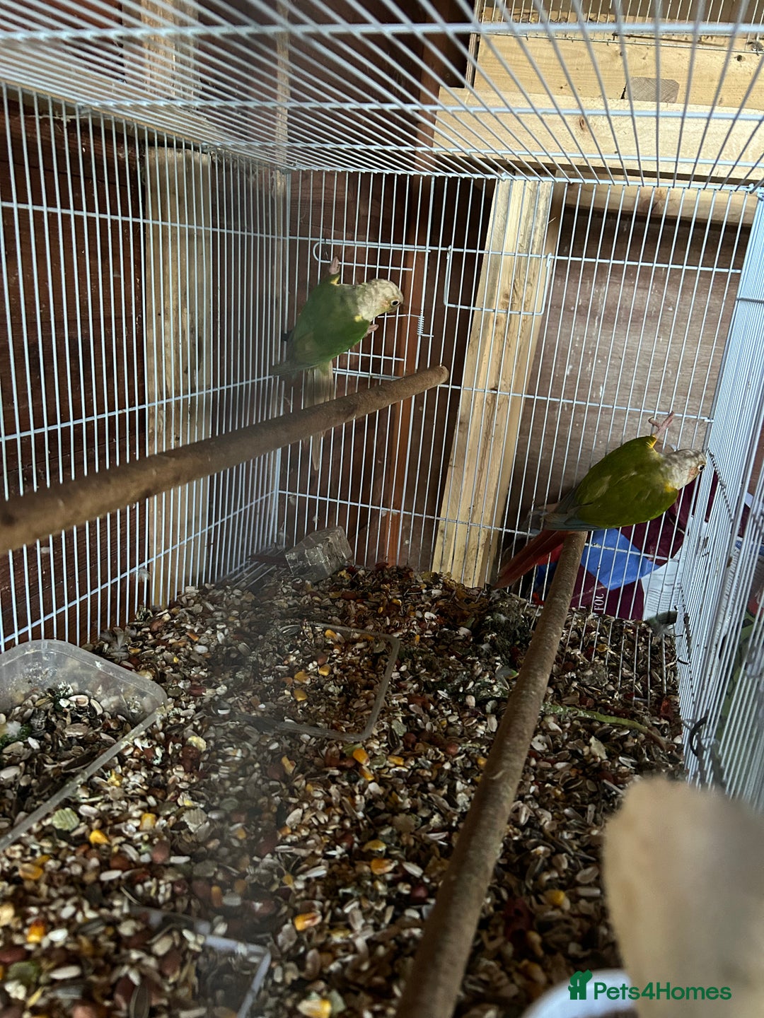 Ringnecks birds for sale: Ringnick proven breeding pairs  - Advert 4