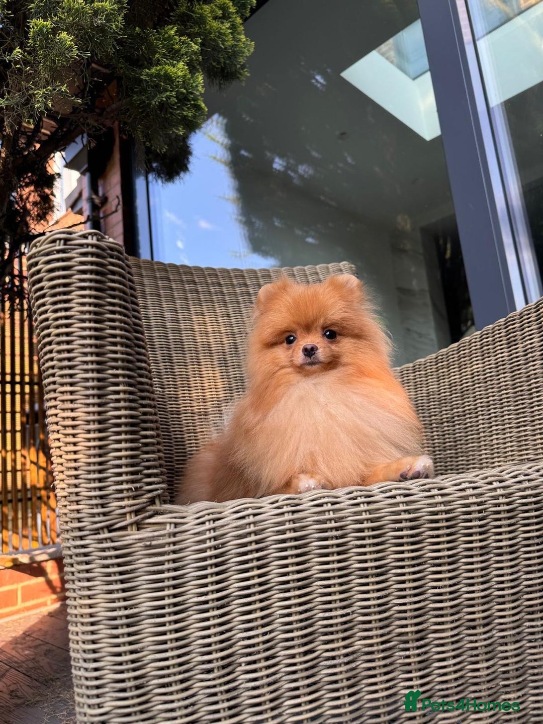 Pomeranian dogs for sale: White and Orange Pomeranian Boys - Image 6