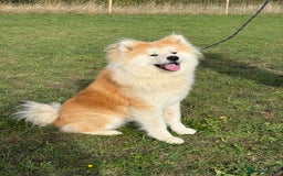 Japanese Akita Inu dogs for sale: Stunning Longcoat  - Image 3