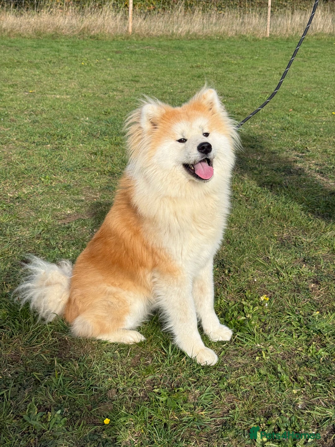 Japanese Akita Inu dogs for sale: Stunning Longcoat  - Image 3