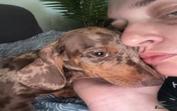 Dachshund dogs for sale: SOLD OUT! Thank you very much!!! Lovely Dachshunds - Advert 21