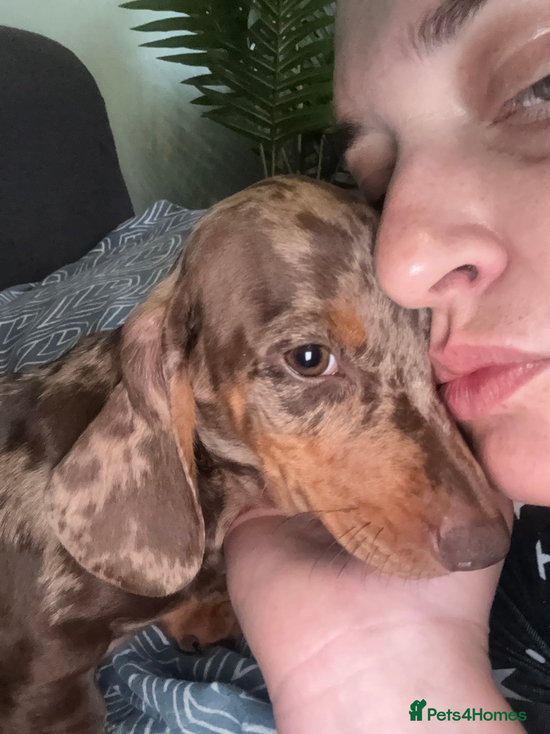 Dachshund dogs for sale: SOLD OUT! Thank you very much!!! Lovely Dachshunds - Advert 21