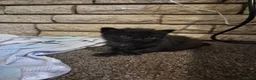 Mixed Breed cats for sale: 5 little kittens - Advert 10