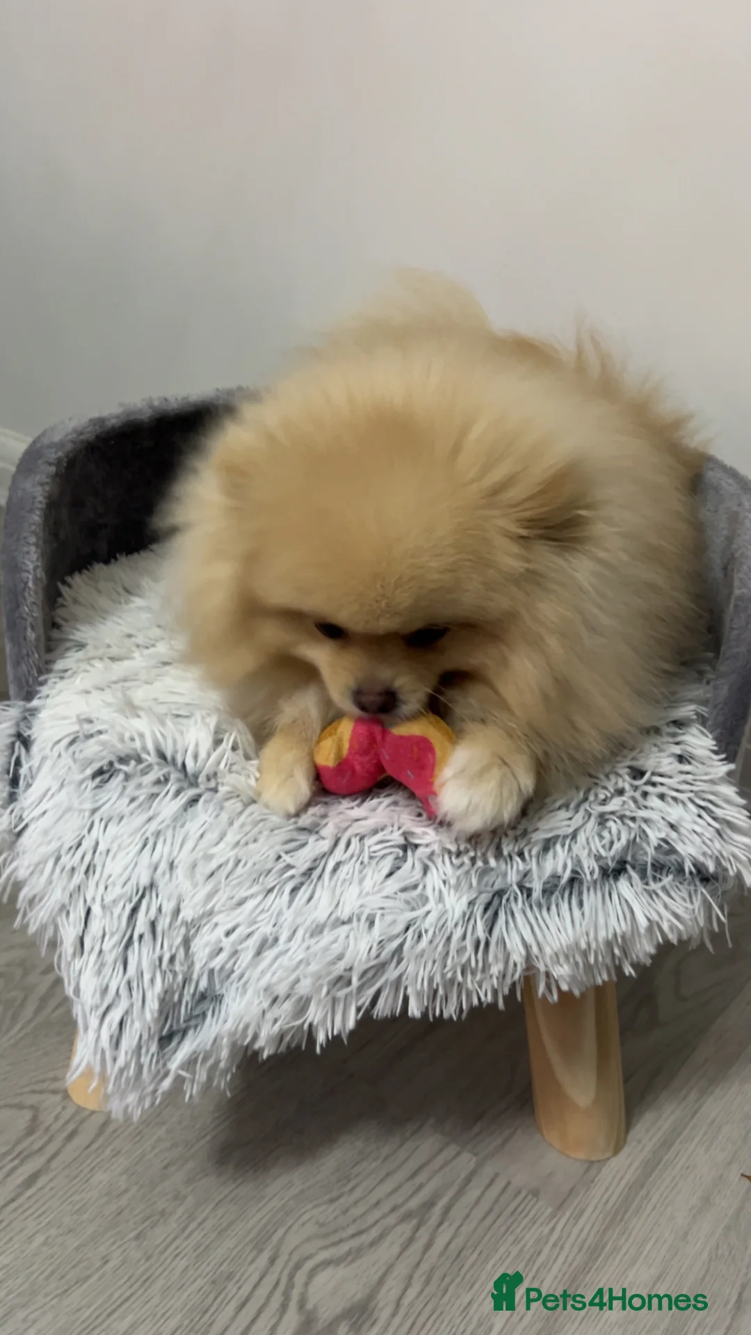 Pomeranian dogs for sale: Junior (Male) - Advert 2