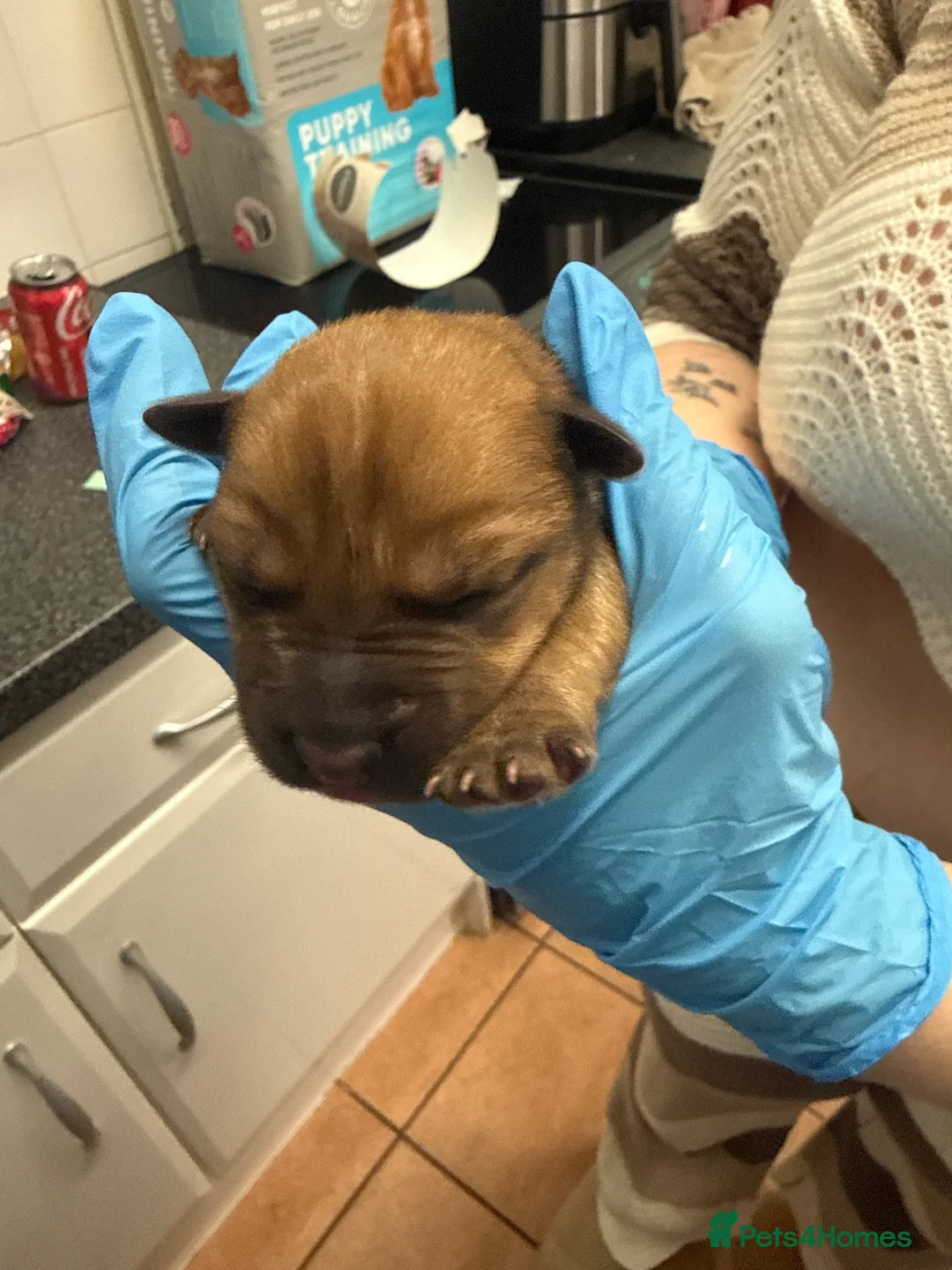 Mixed Breed dogs for sale: 10 puppy’s 6 boys 4 girls ready in 6 weeks  - Advert 10