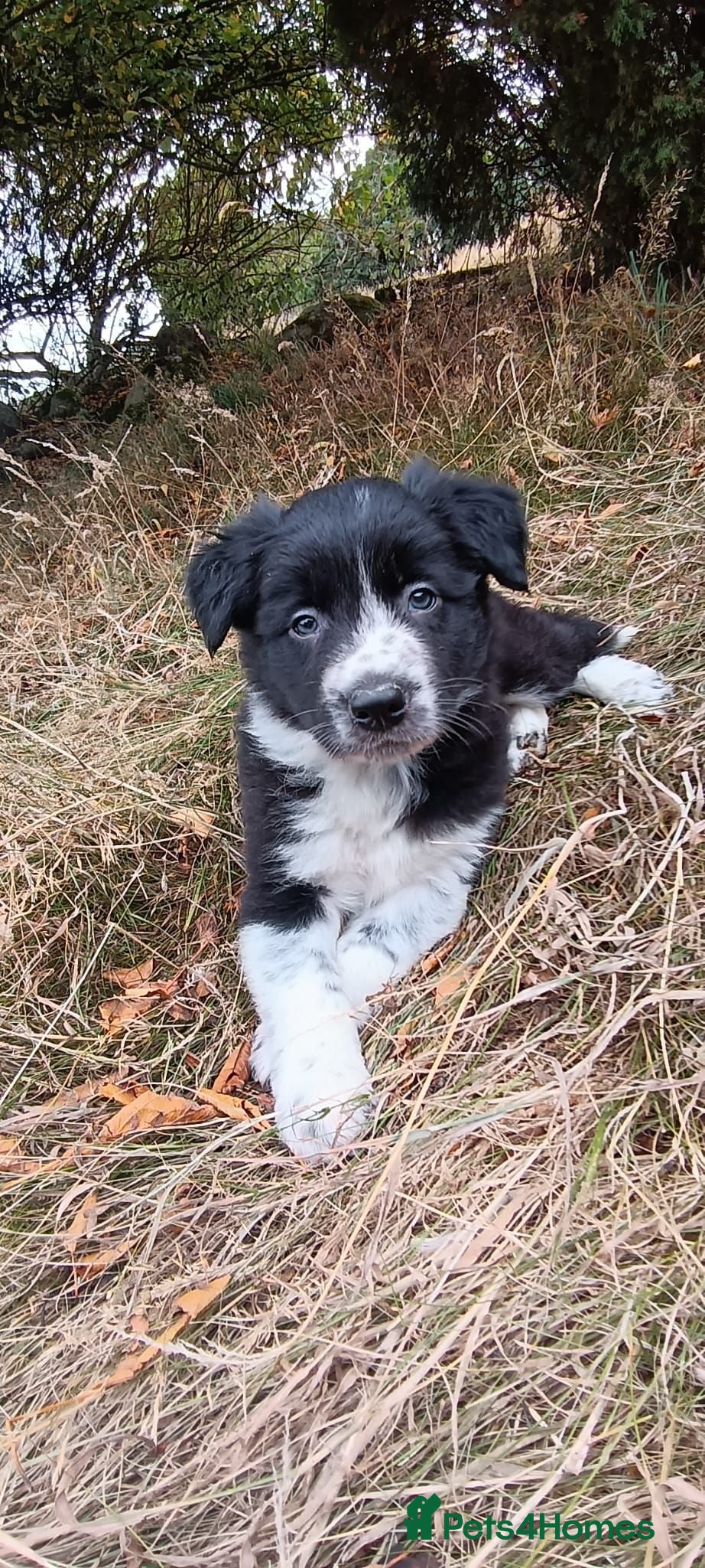 Border Collie dogs Two Little Boys - Border Collie Puppies - Advert 1