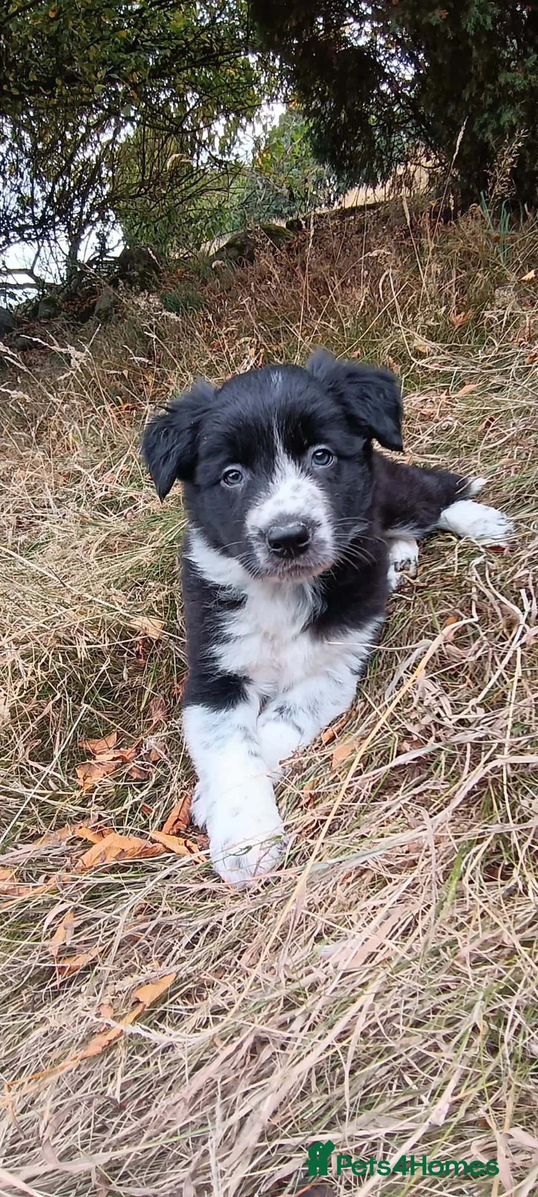 Border Collie dogs for sale: Two Little Boys - Border Collie Puppies - Advert 1