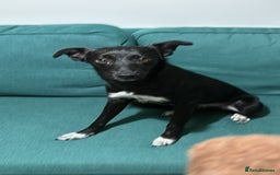 Mixed Breed dogs for adoption: 💙🐶 CORNISHON 🐶💙 - Image 17