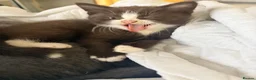British Shorthair cats for sale:   L  Affectionate British Shorthair kittens - Advert 31