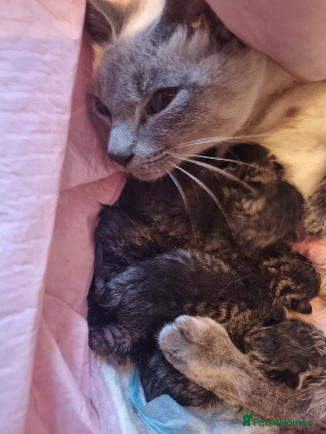 Mixed Breed cats for sale: Adorable Ragdoll-Mix Kittens Ready Soon! - Advert 7