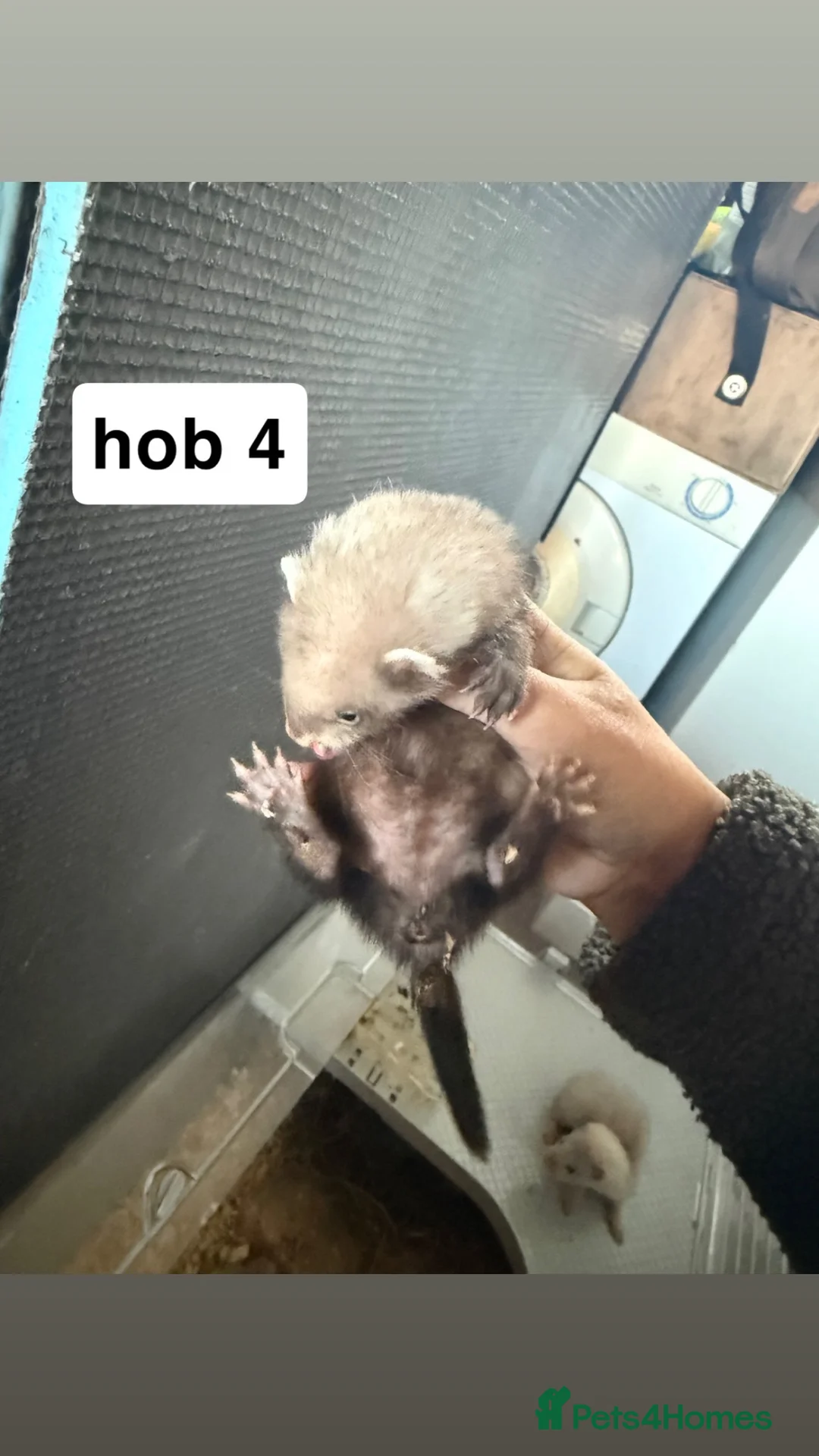 Ferret rodents for sale: ferret kits for sale - Advert 4