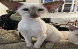 Siamese cats for sale: Gorgeous New Style Siamese kittens GCCF - Image 10