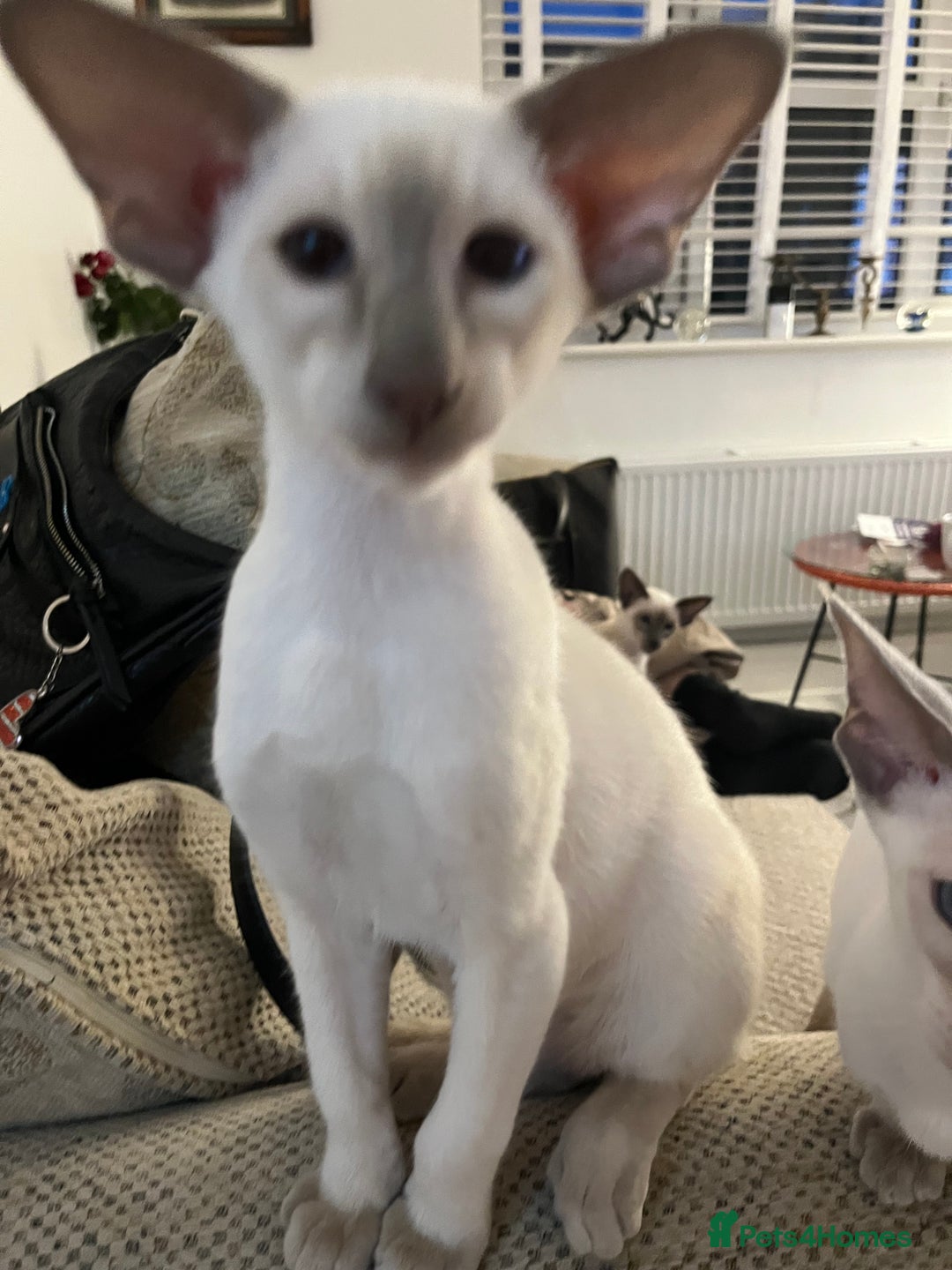 Siamese cats for sale: Gorgeous New Style Siamese kittens GCCF - Image 10