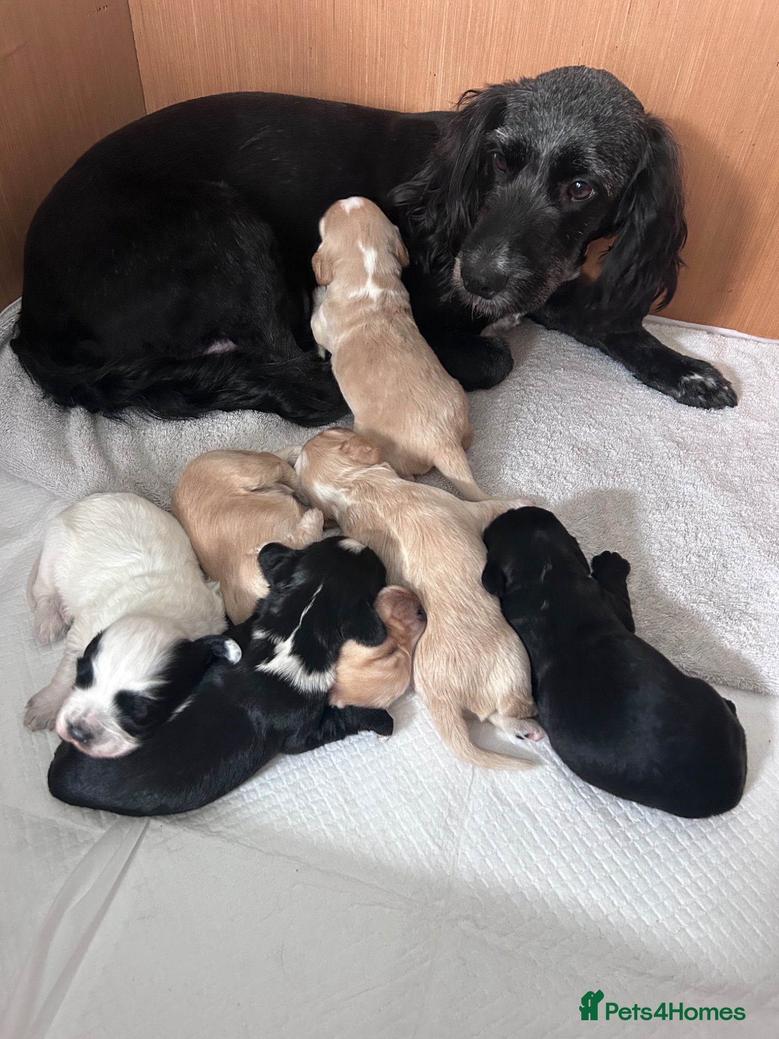 Cockapoo dogs F1B cockerpoo puppies  - Advert 17