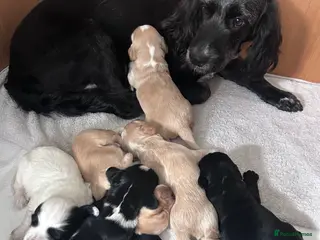 Cockapoo dogs F1B cockerpoo puppies - Advert 17