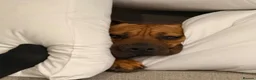 Rhodesian Ridgeback dogs for sale: Brodi - Advert 2