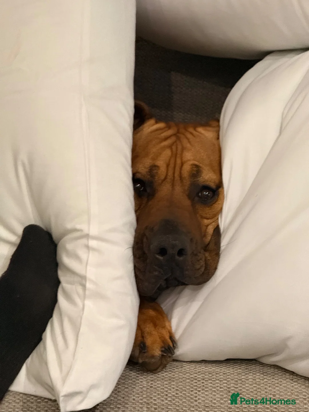 Rhodesian Ridgeback dogs for sale: Brodi - Advert 2
