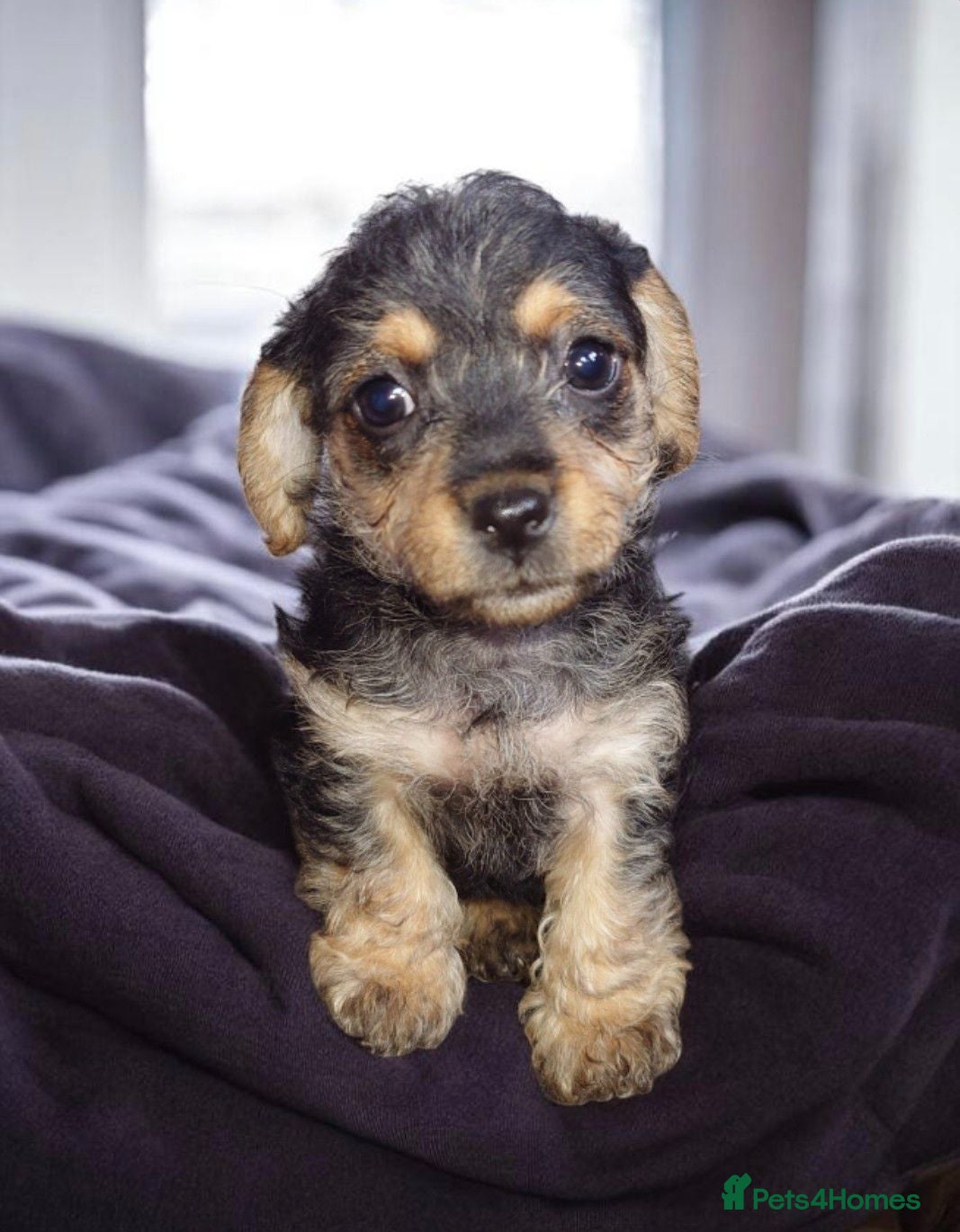 Mixed Breed dogs Adorable poodle x scoodle puppies  - Advert 18