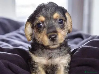 Mixed Breed dogs Adorable poodle x scoodle puppies - Advert 18