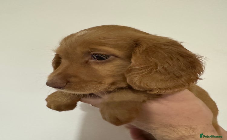 Cocker Spaniel dogs Red Cocker Spaniel Puppies - Advert 6