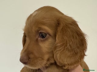 Cocker Spaniel dogs Red Cocker Spaniel Puppies - Advert 4