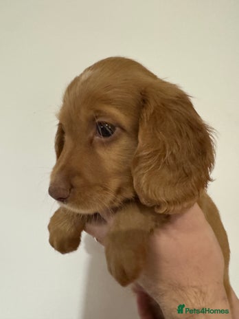 Cocker Spaniel dogs Red Cocker Spaniel Puppies - Advert 6