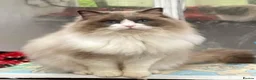 Ragdoll cats for sale: Grand Champion Sired Ragdoll Kittens - Advert 13