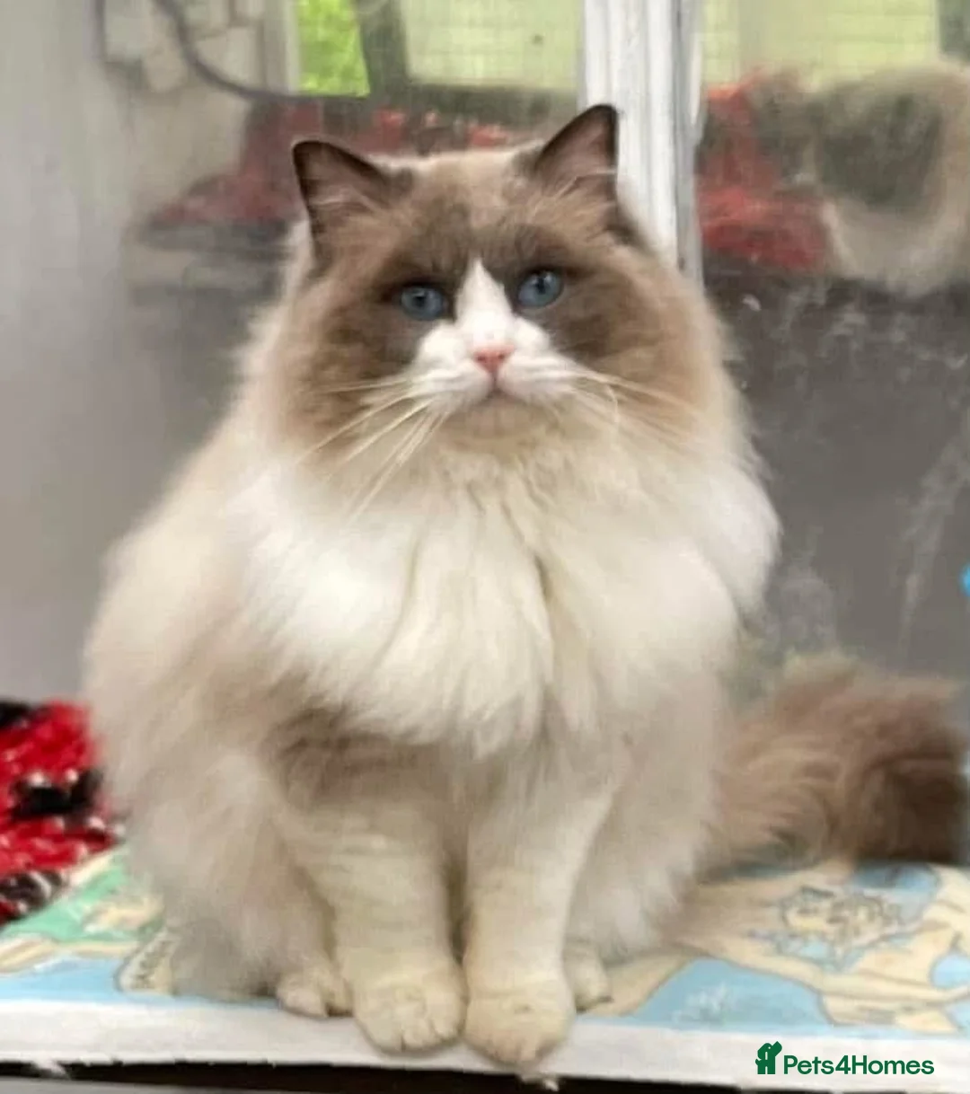 Ragdoll cats for sale: Grand Champion Sired Ragdoll Kittens - Advert 13
