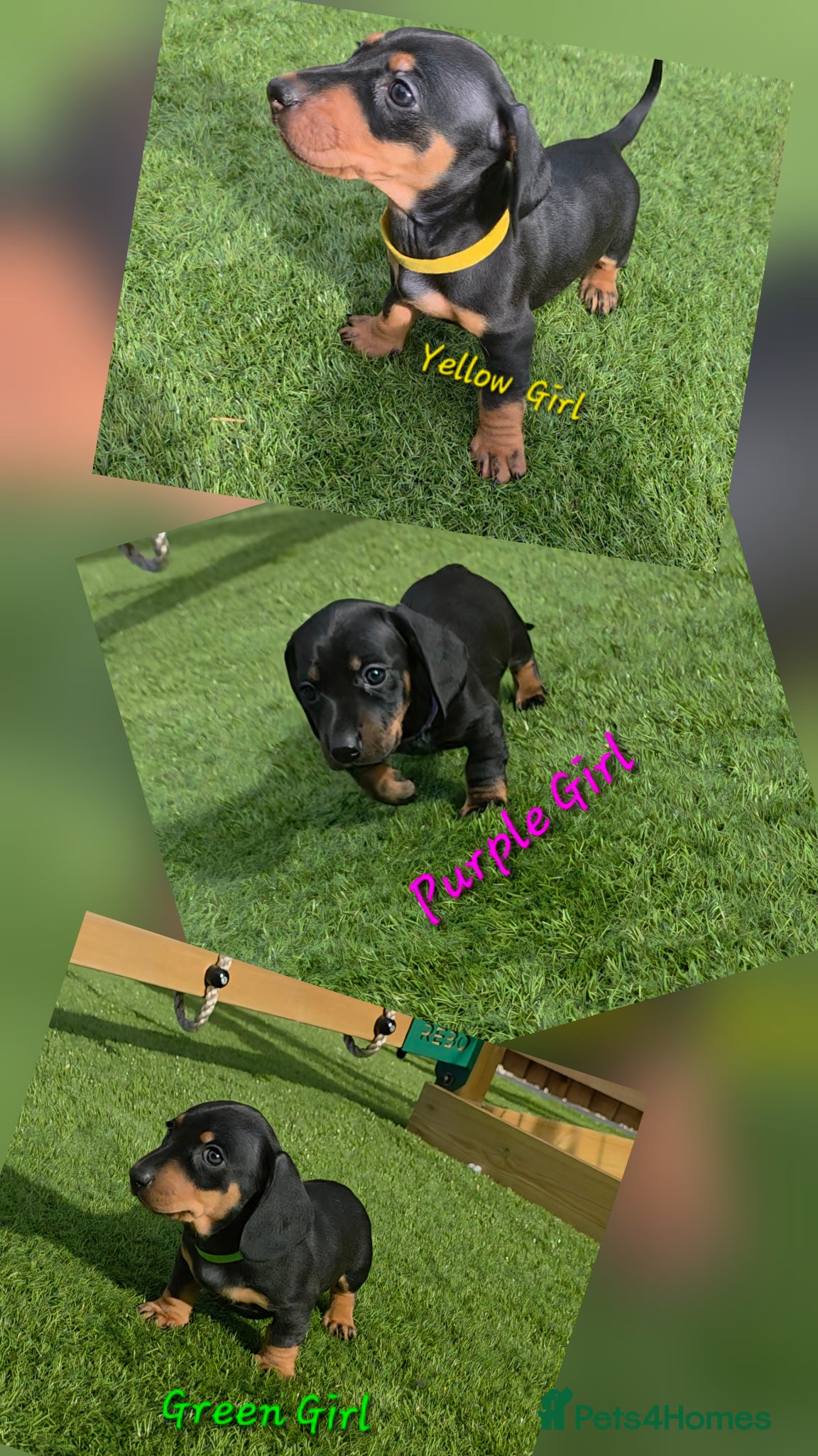 Miniature Dachshund dogs Ready 15th June Miniature Dachshund Puppies 🐶🐾 - Advert 13