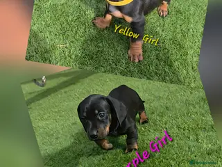 Miniature Dachshund dogs Ready 15th June Miniature Dachshund Puppies 🐶🐾 - Advert 1