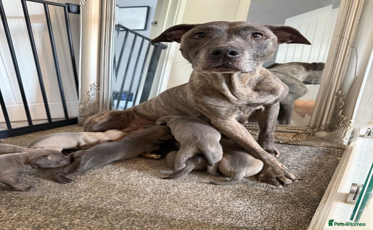 Mixed Breed dogs - Advert 3