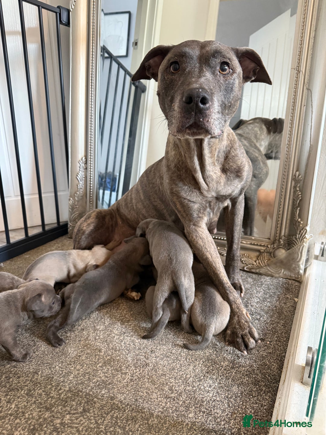 Mixed Breed dogs for sale: Frenchie x Staffy puppies  - Image 1