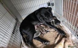 Cane Corso dogs for sale: Cane corso pups - Image 4
