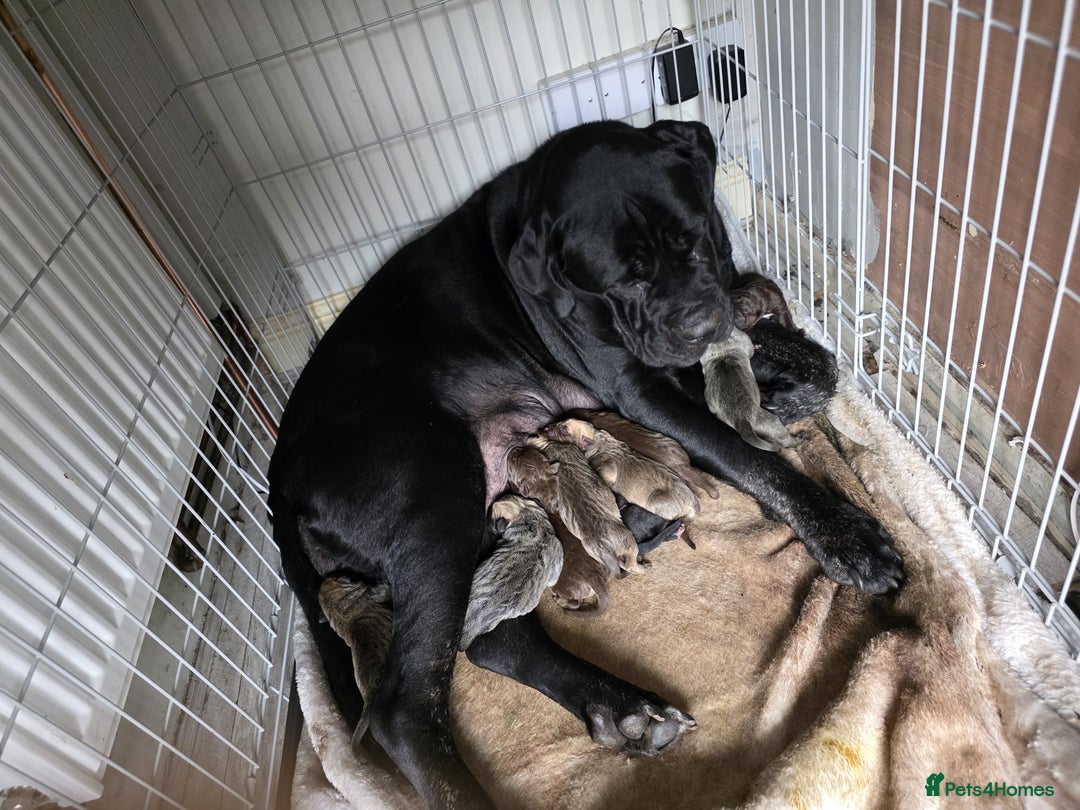 Cane Corso dogs for sale: Cane corso pups - Image 4