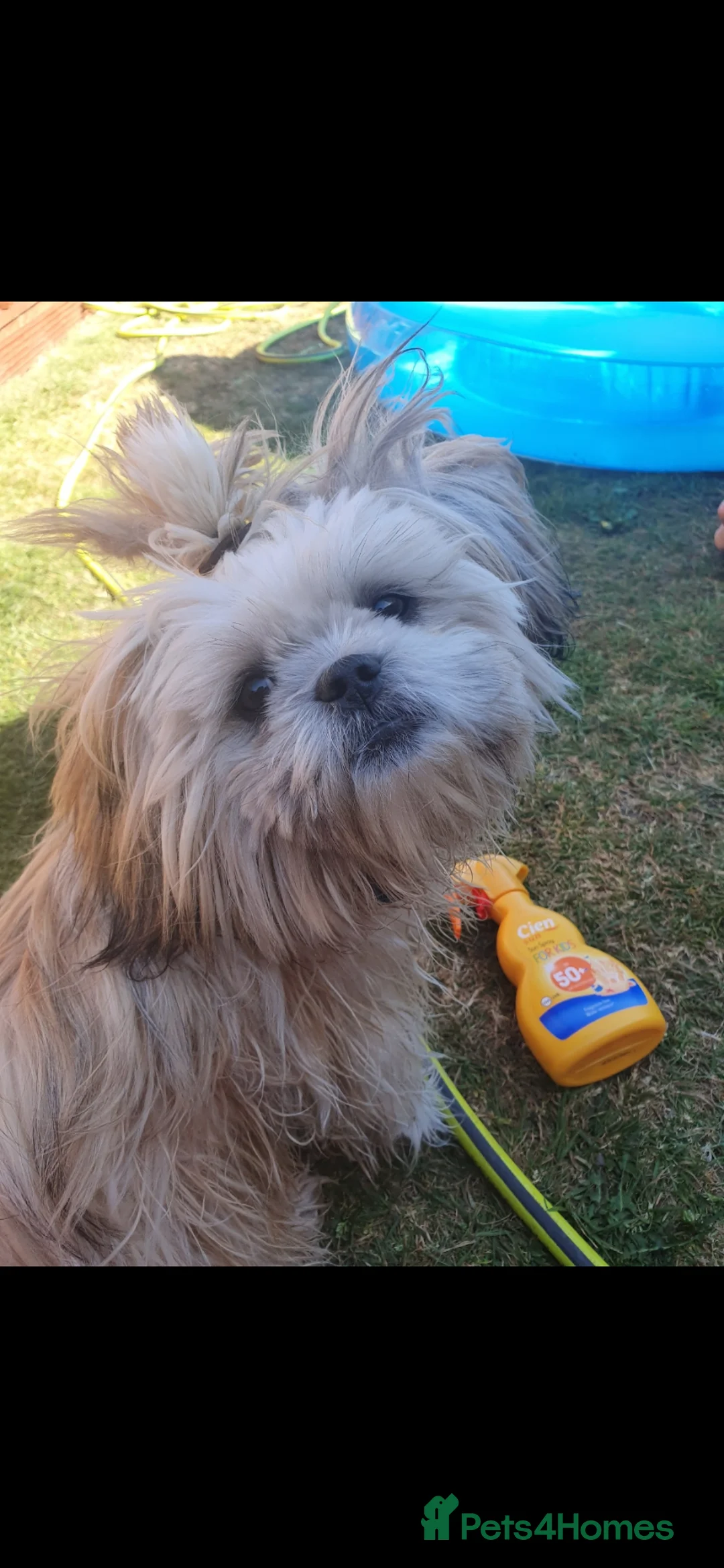 Shih Tzu dogs for stud: Shitzsu for stud - Advert 6