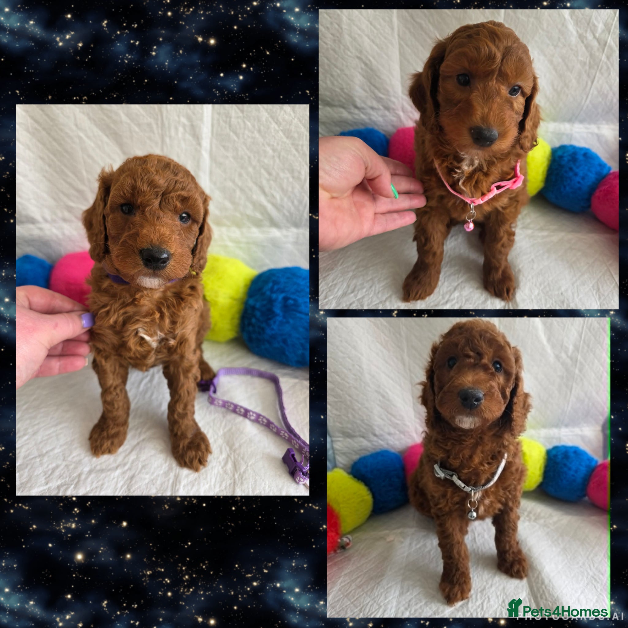 Goldendoodle dogs 👑Finest Quality Deep Red Doodles Toy/Min Bred 👑  - Advert 1