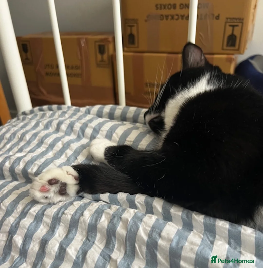 British Shorthair cats for sale: Almond (Mr Mustachio) is Looking for a Loving Home - Advert 2