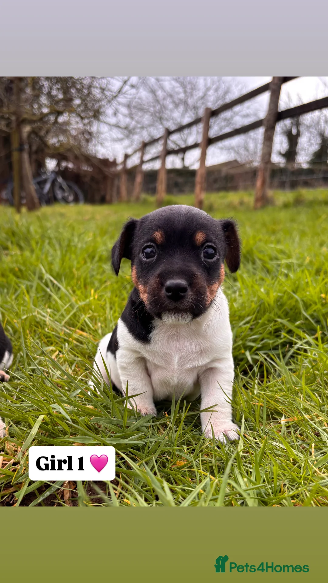 Jack Russell dogs for sale: Jack russell puppies 🐾 - Advert 4