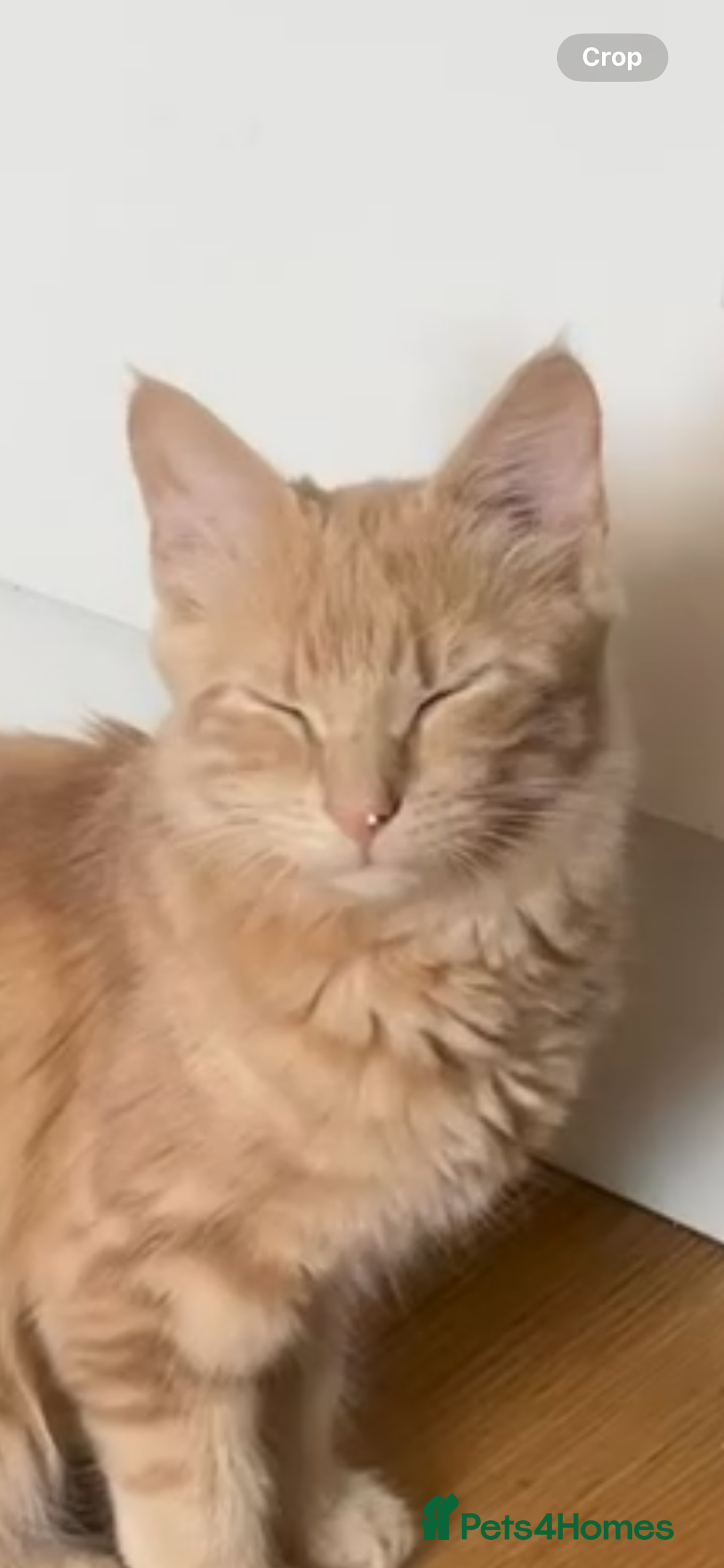 Maine Coon cats for sale: Ginger Maine Coon Kitten 9 Month - Advert 3