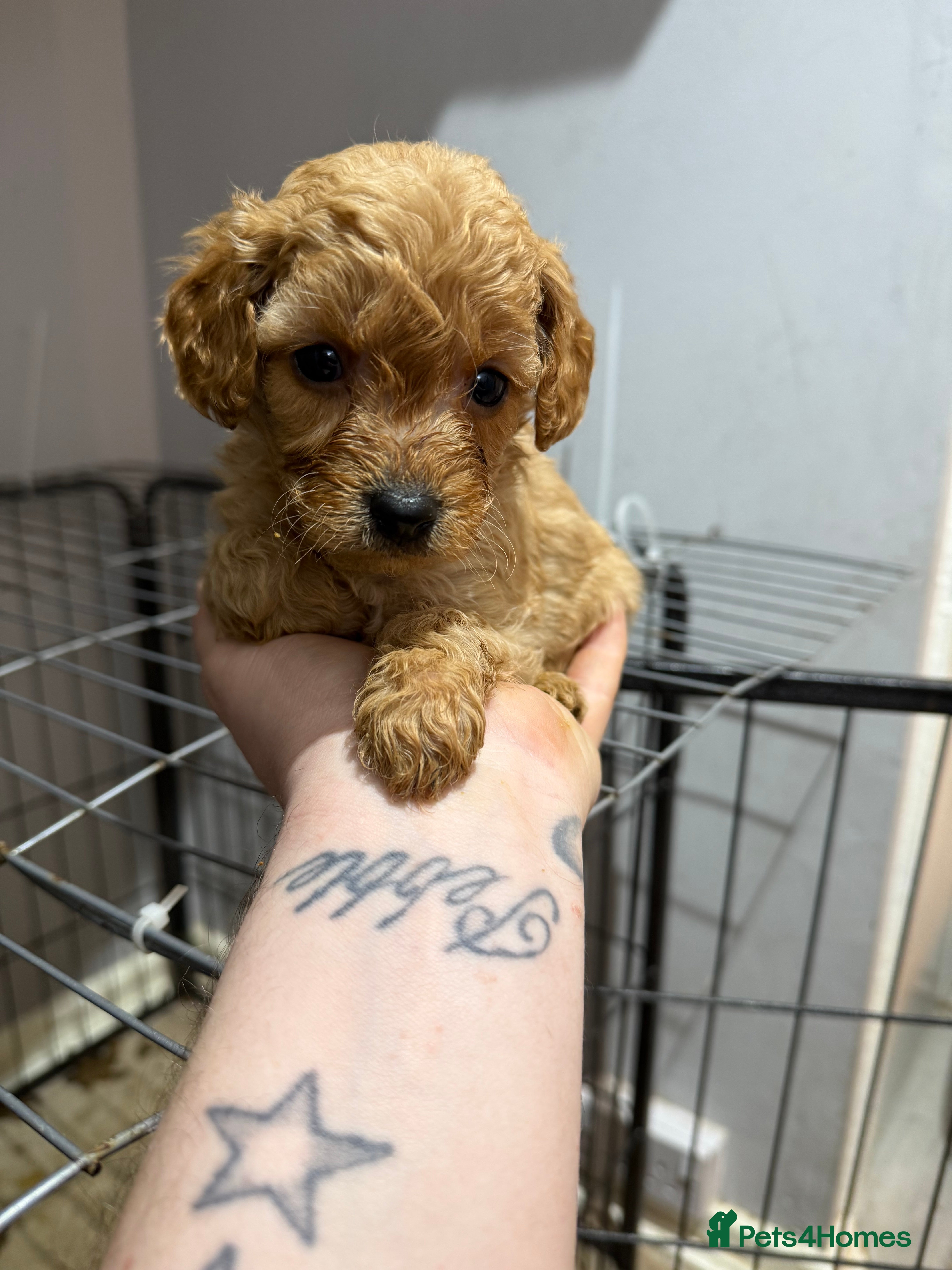 Cockapoo dogs F2 cockapoo puppies! - Advert 15