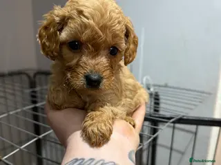 Cockapoo dogs F2 cockapoo puppies! - Advert 1